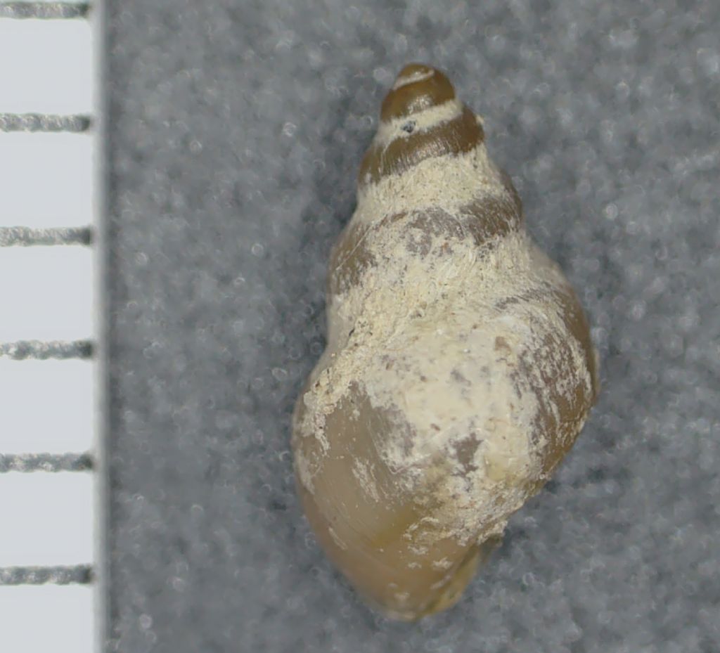 Oxychilus, predazione su Galba truncatula (?)